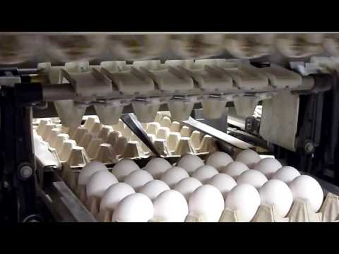 Verpackungsmaschine Lindenmad Ei