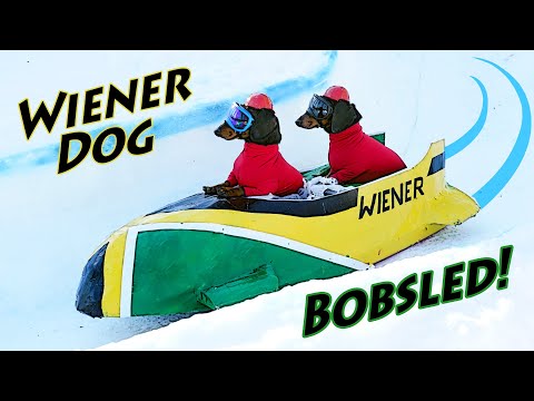 Ep 25: Wiener Dogs Train for BOBSLED Competition!