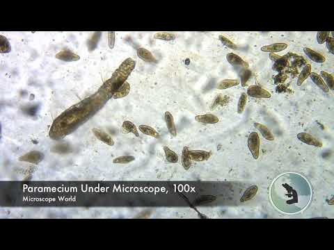 Paramecium under Microscope