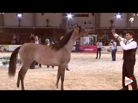N.17 HANAYA FARFOURA - Wels 2015 - Fillies 1 year old (Class 2B)