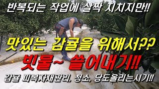 몸은 고생, 마음은 홀가분!! 빗물 쓸어내기 : 토양피복관리, 건조작업, 당도올리기는 시기!!