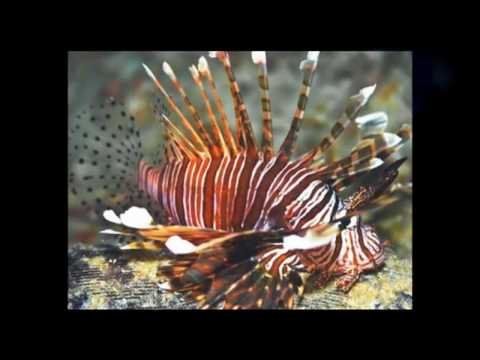 Tropical Fish Wholesale Supplier - Do You Need a Tropical Fish Wholesale Supplier?