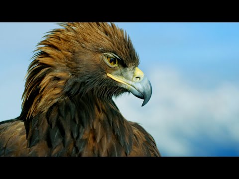 La majestuosa águila real | National Geographic España