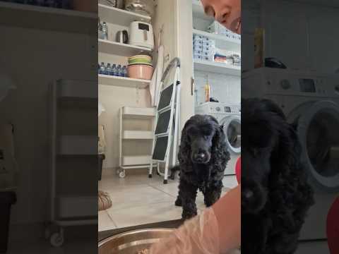 kiss muna bago kain😅#dog #doglife #funnyvideo #funny