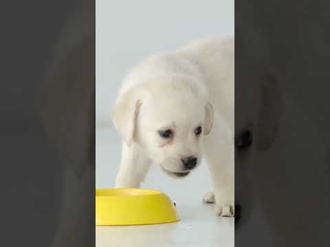 Most important tips to follow when you bring a new pet home 🐕