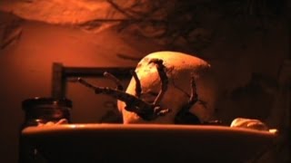 Short Film | "La Molaire"