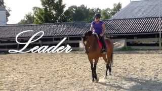 preview picture of video 'A VENDRE: Leader hongre de dressage par Lord Loxley'