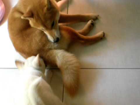 小惡魔 Mico.(原發表者:雨過得彩虹)(影片)