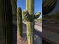 Don't Touch The Saguaro Cactus! 😨😳🌵 #cactus #saguaro