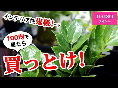 ザミオクルカス、幸運の羽根 植物