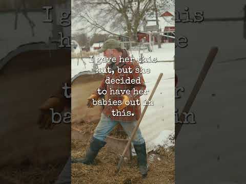 Is The Mangalica the best pig in the world?! #shorts #Mangalica #homesteading