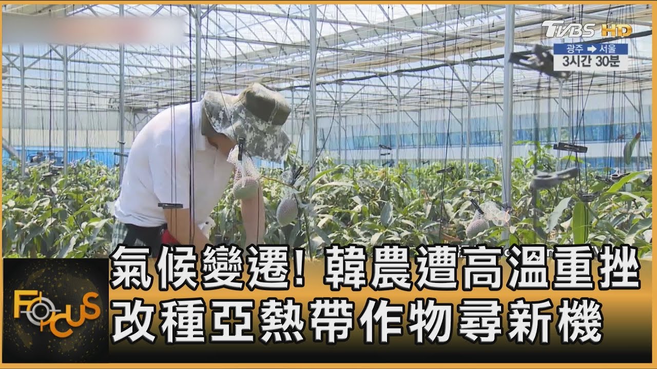 氣候變遷釀禍!韓農遭高溫重挫 改種亞熱帶作物尋新機