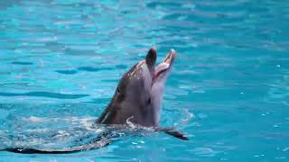 Commotion in the Ocean Children's Song - Fun Kids Song with Sea Creatures gameplay video by DJ, 2:55 duration