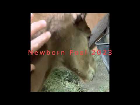 Our Newest Foal for 2023 #foal #horses #westernworld #equestrian #aqha #barrelracing #foals2023