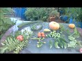 Sponge Gourd Harvest 11092017