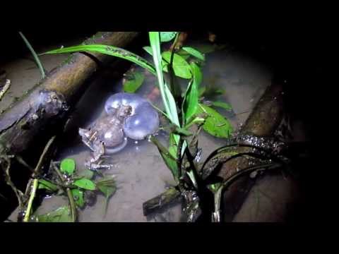 IUCN分類における絶滅の危険性を示す図。