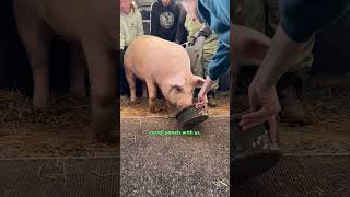 Pig Stops Highway Traffic To Save Her Own Life | The Dodo
