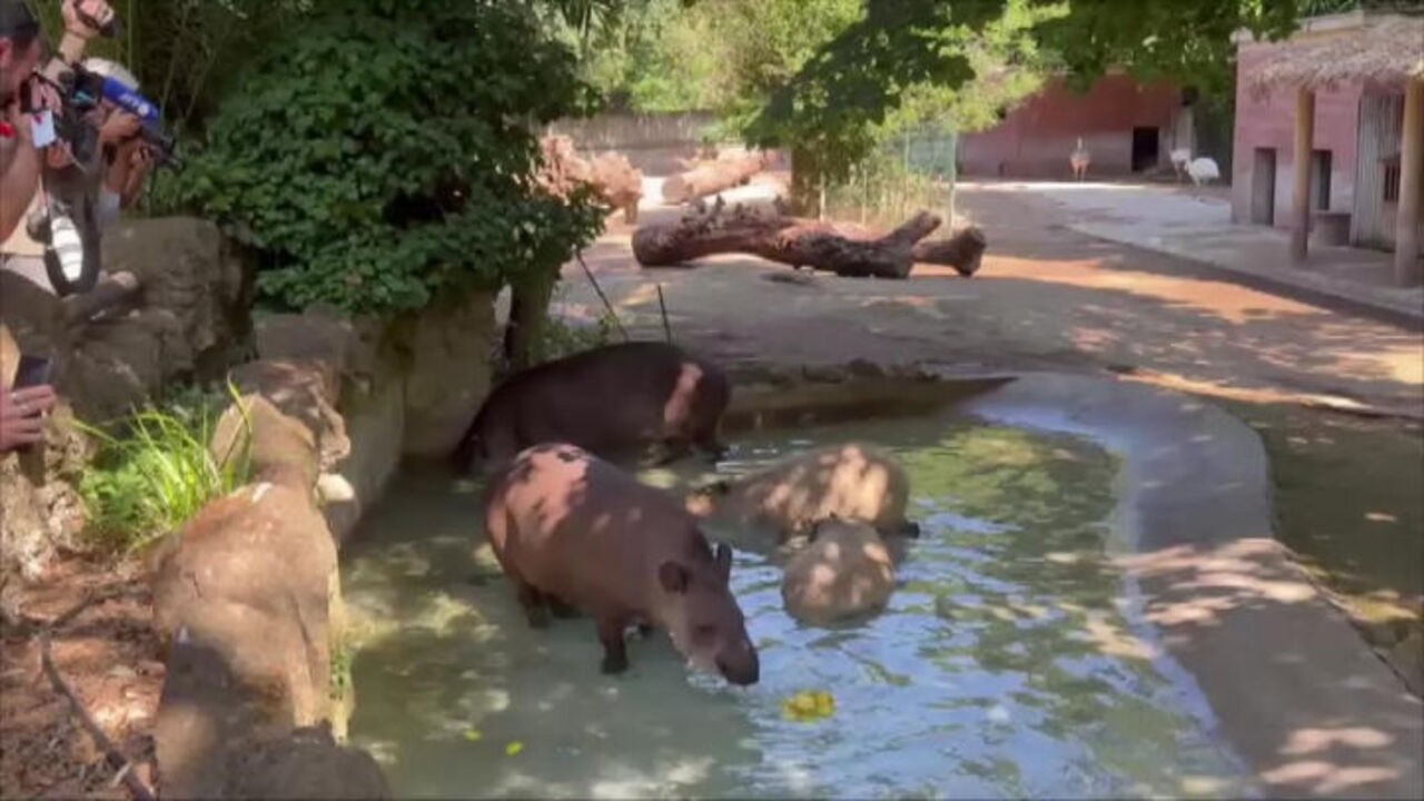 Ghiaccioli di carne e frullati congelati contro il caldo per gli animali del Bioparco di Roma