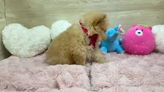 ハーフ犬の動画01