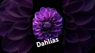 Download lagu The Dahlia's Incredible Survival Story mp3