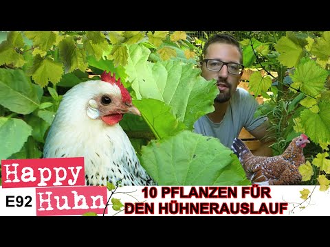 E92 Planting the chicken run, 10 planting tips HAPPY CHICKEN, Keeping chicken coops green, Robert...