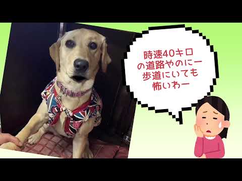 ワンワンU・x・Uお悩み相談室9️⃣3️⃣〜鯖江市「さくらちゃん」＃スピードダウン⤵️