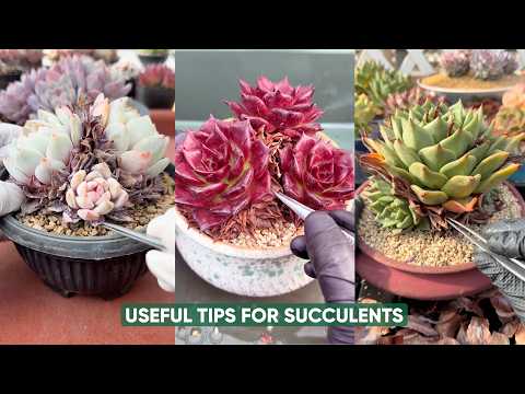 Vườn sen đá and 4 more