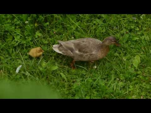 Uschi und Küken, 23.07.2017