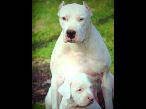 Top ft Scoonie ft Disp - Kerine