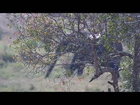 Djuma: Elephant female and calf - 14:24 - 08/22/2023