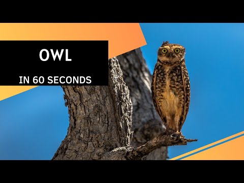 Owl FACTS in 60 Seconds! 🦉 | One of the wisest and most mysterious creatures in our world 🌍