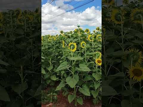 Paraná área rural (cidade Rolândia)