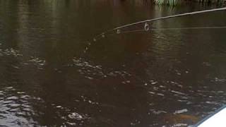preview picture of video 'Roy catching a fat snook in Tortuguero, Costa Rica'