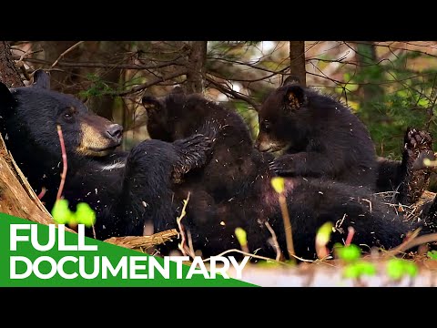 Black Bears A 's Epic Fight for Survival