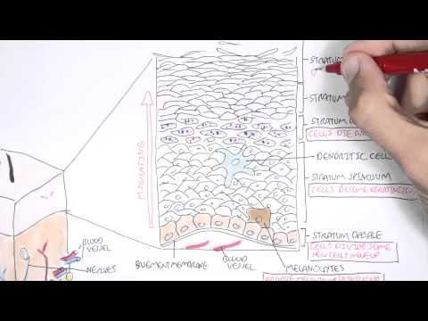 The Skin Anatomy, Physiology and Microbiology