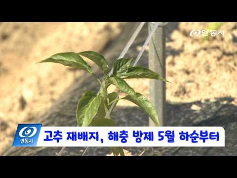 [안동 현장 리포트] 5월 21일, 고추 재배지 해충 방제 5월 하순부터