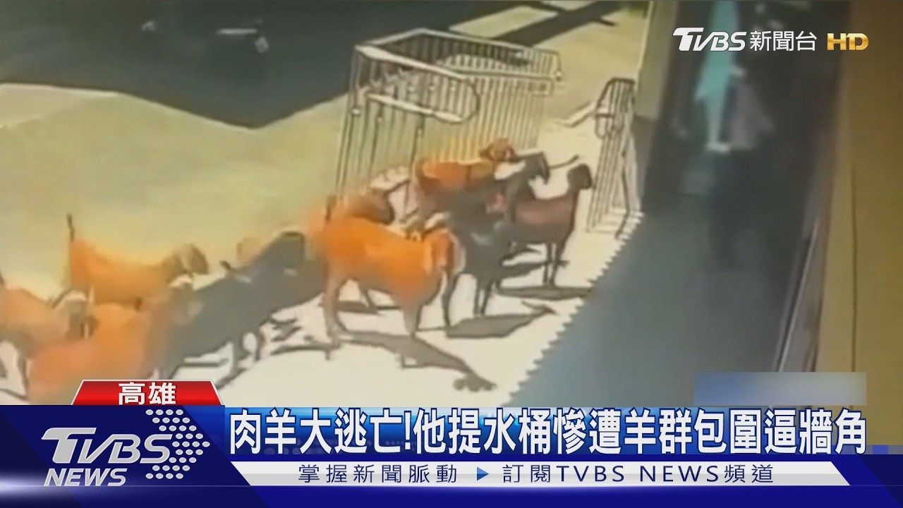 影音／不想變羊肉爐！　肉羊大逃亡　他提水桶路過遭羊群包圍逼牆角