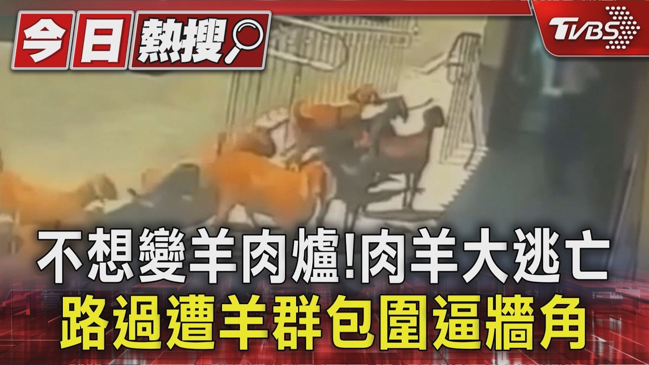影音／不想變羊肉爐！　肉羊大逃亡　他提水桶路過遭羊群包圍逼牆角