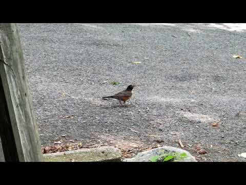 The Robin and the Worm