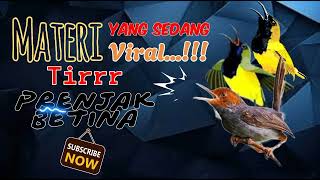 Download lagu VIRAL ‼️SOGON MATERI TIRRR PRENJAK BETINA DURASI PANJANG ‼️#sogonmania #sogon #sogongacor mp3