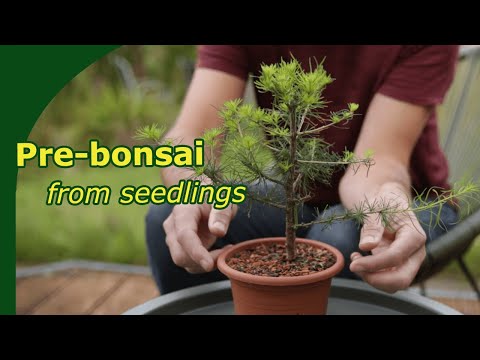 Turning 50 Larch seedlings into prebonsai