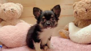 チワワ(ロング)の動画01