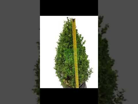 Cuidados de la planta Arrayan boxo #plantas #flores #jardin #vivero #bonsai #plants #fypyoutube #fyp
