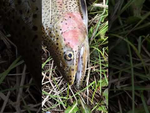 Video Rio Grande Pesca Deportiva