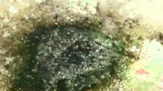 Humidity Moisture and Mold