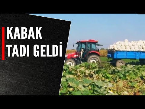 KABAK TADI GELDİ