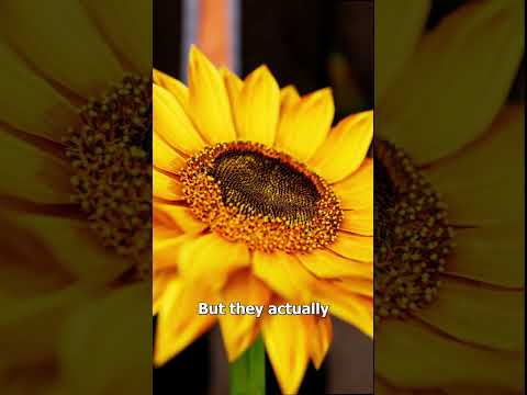 How Sunflowers Are Harvested 😮