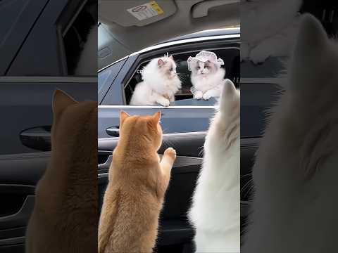 “Two Friends Fighting Over the Cutest Cat Ever! 😺 Funny Prank”