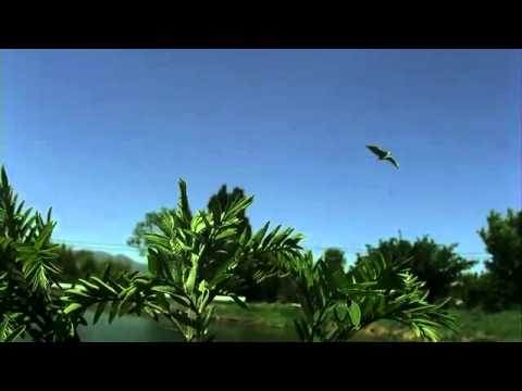 オオルリシジミの飛翔　高速度映像