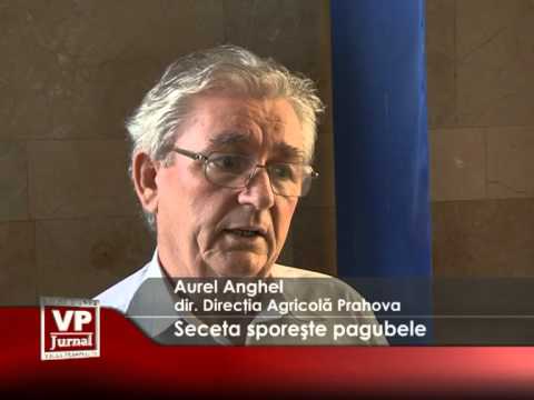Seceta sporește pagubele